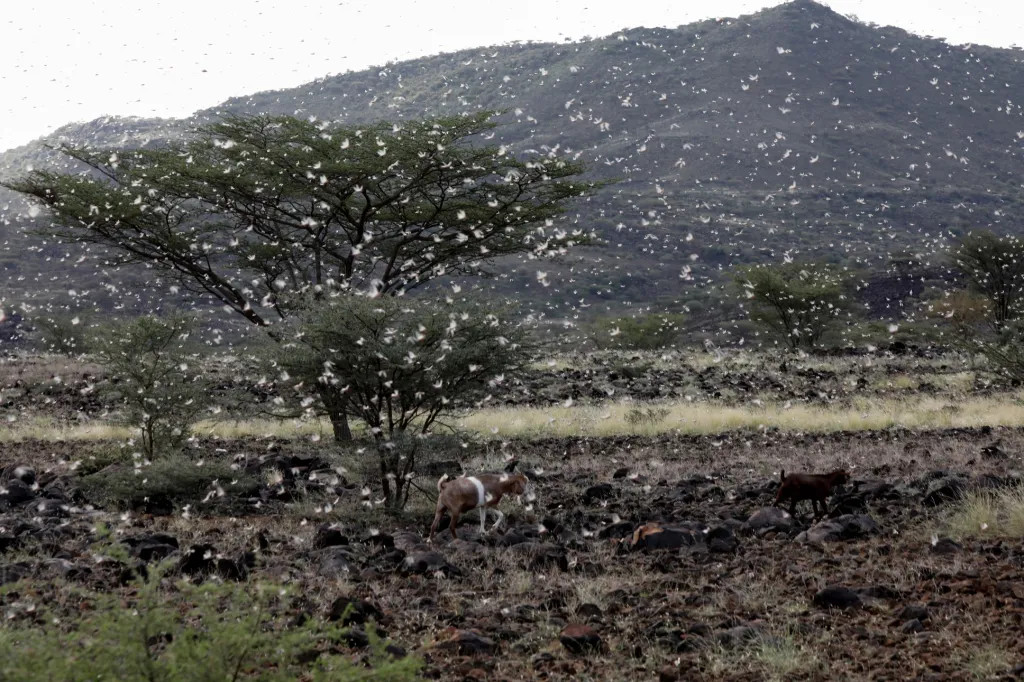 Invaze sarančat zachvátila sever Keni. Fotografie ukazují situaci v oblasti zvané Turkana v severozápadní části Keni