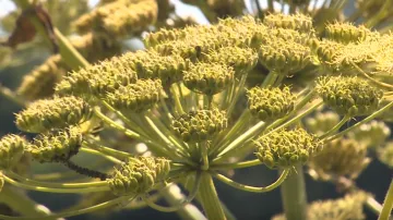 Bolševník velkolepý