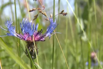 Jsme rádi, že jsme zůstali v Bílých Karpatech, říkají ocenění manželé Jongepierovi