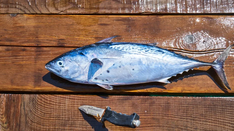 Ryby jsou hlavním zdrojem omega mastných kyselin