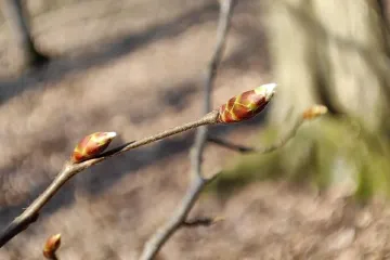 Brzký nástup jara může přinést problémy, varují fenologové