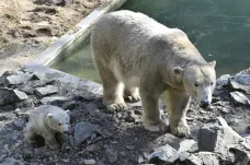 Brněnská zoo už poslala do světa pět ledních medvíďat. Samice Cora se stala i dvojnásobnou babičkou