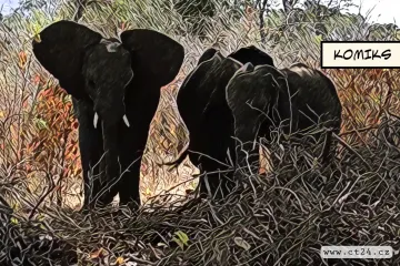 Slonů každoročně ubývá. Skupina afrických zemí má plán, jak ohrožená zvířata chránit