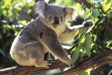 Nesahejte na koaly! Instagram začal „razítkovat“ fotky, na nichž jsou zřejmě nešťastná zvířata