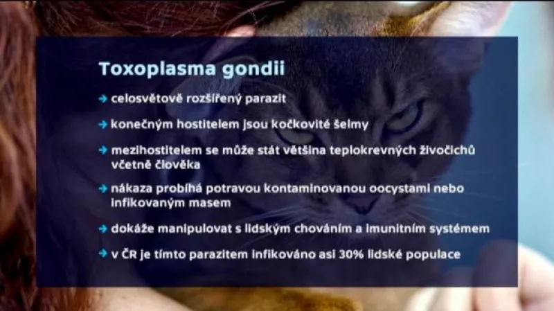 Profesor Flegr: Toxoplazma proti rakovině