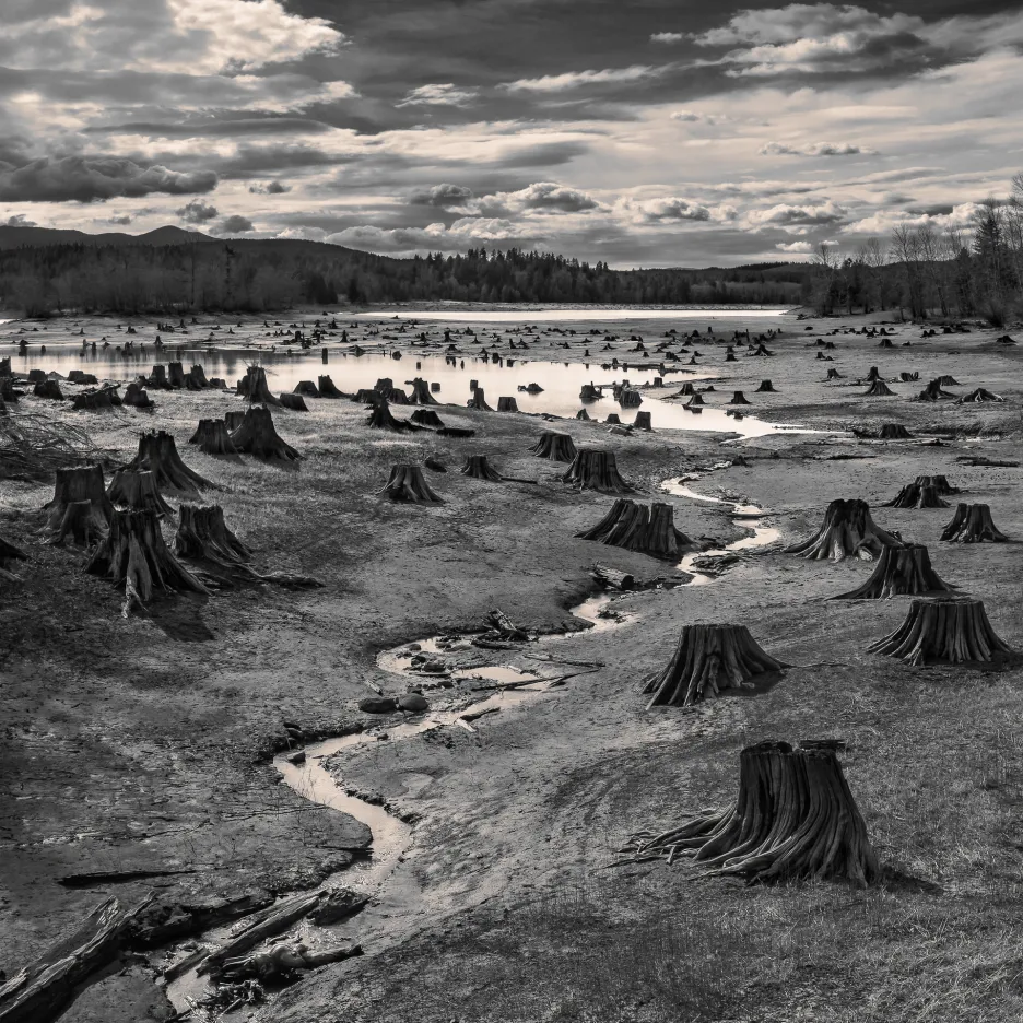 Vítězná fotografie v kategorii Krajina s názvem Pařezy, jezero Alder, řeka Nisqually, Oregon