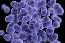 „Neškodná“ antibiotika způsobují vznik bakterií odolných vůči lékům poslední záchrany