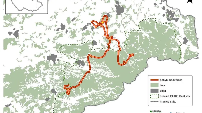 Pohyb medvědice s obojkem