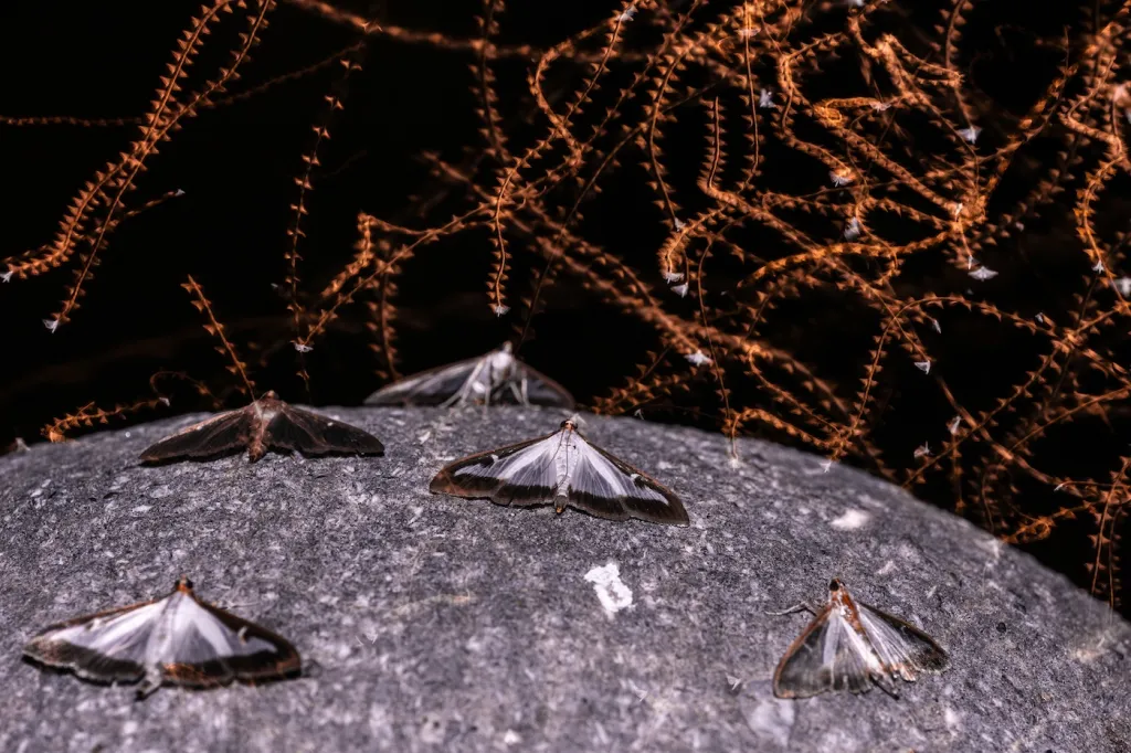 2. místo v kategorii Motýli