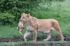 Nucená sterilizace pomáhá jihoafrickým lvům v přežití. Jejich počet v rezervaci stoupá