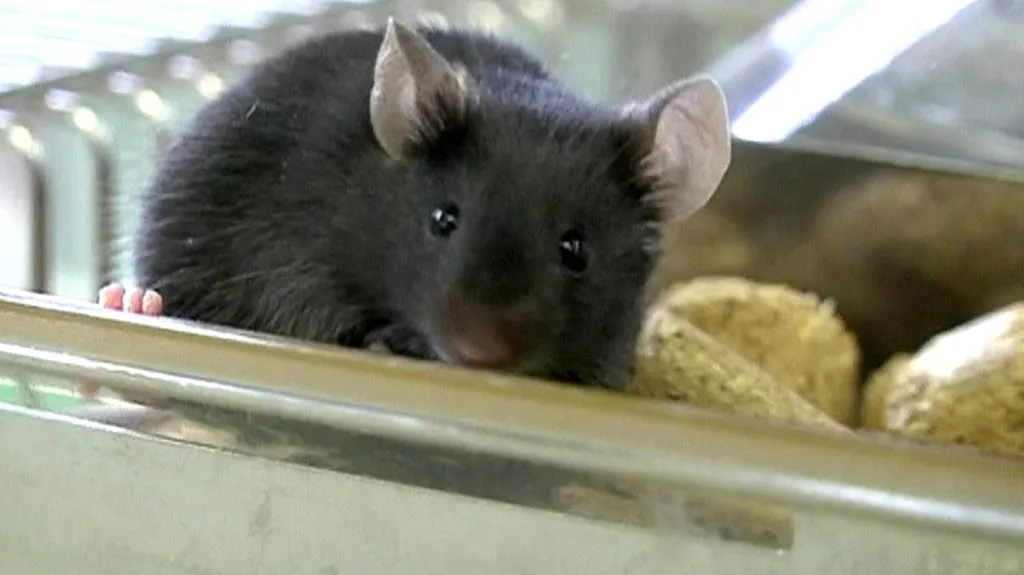 Vědcům se podařilo oddálit stárnutí u myší