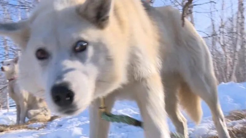 Valentin představil České televizi svou smečku