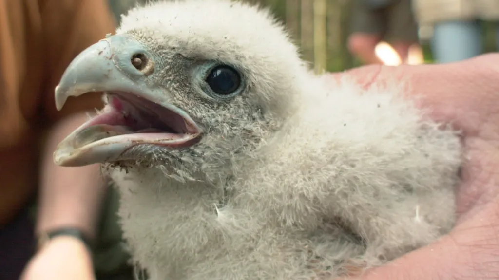 Mládě sokola stěhovavého - ilustrační foto