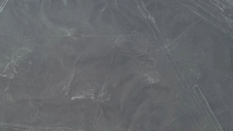 Pták na planině Nazca