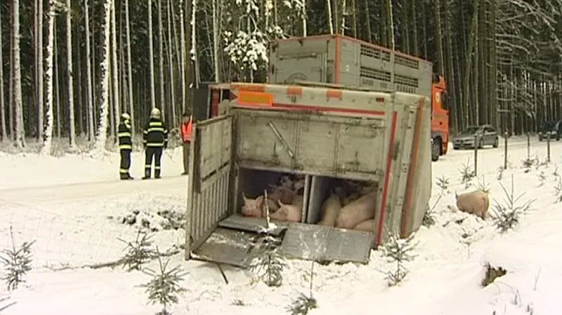 Nehoda nákladního auta s prasaty