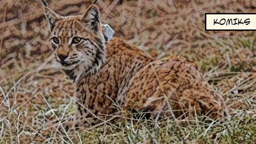 Rys ostrovid v Beskydech