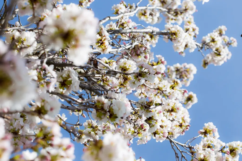 Rozkvetlá zahrada přitahuje svou krásou nejvíce návštěvníků právě na jaře