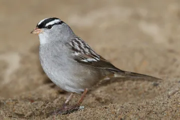 Zpěvní ptáci zareagovali na pandemii covidu. Zní teď pro samice víc sexy