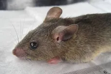 Vědci objevili nový druh RNA viru, hostiteli jsou krysy