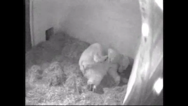 Medvědice Cora dvě hodiny po porodu mláděte