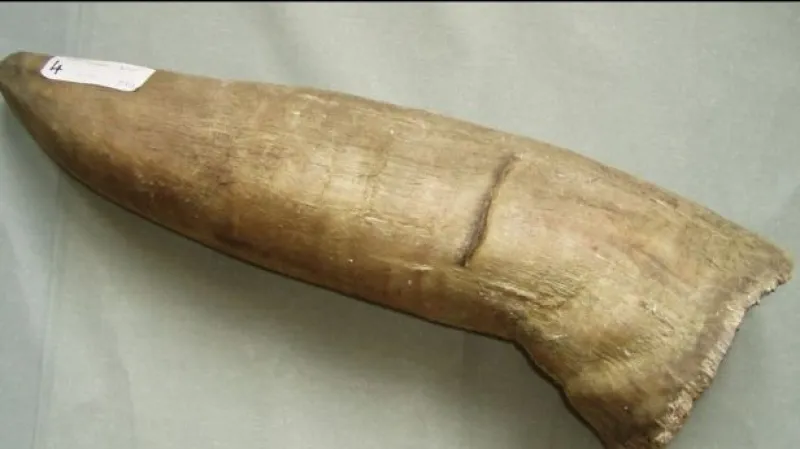 Gang pašeráků zadržen