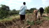 Africký zemědělec