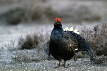 Ohrožení tetřívci se vrací do oblasti Králického Sněžníku. Lesníci je tam vypouštějí už čtyři roky