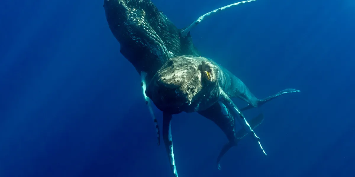 Les scientifiques ont observé pour la première fois des baleines à bosse s’accoupler.  L’analyse a montré qu’il s’agissait de deux hommes — ČT24 — Télévision tchèque