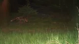 Ke kameře se pokradmu přiblížila i liška.