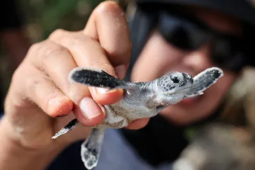 Malajsijští dobrovolníci chrání želví mláďata před změnou klimatu
