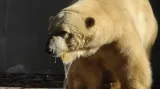 Lední medvěd Umca