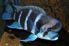 Ryby, které se chovají jako kukačky, se musí své triky učit, zjistili čeští výzkumníci