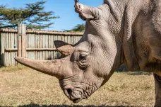 Vědci vytvořili další čtyři embrya ohrožených nosorožců, celkem jich mají devět