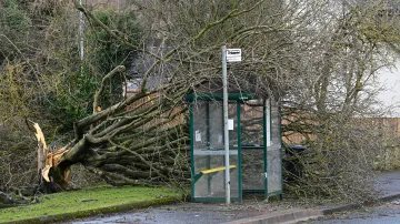 Vyvrácený strom u zastávky v Linlithgowu