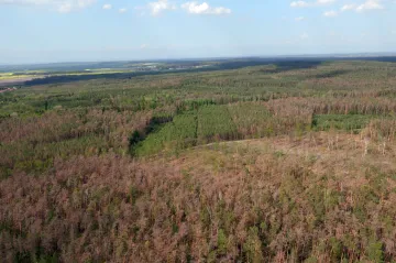 Jako kdyby vyschlo dva tisíce fotbalových hřišť. V Polabí odumírají borové lesy