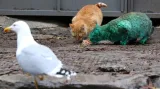Zelená kočka v bulharské Varně