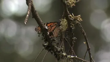 Monarcha stěhovavý
