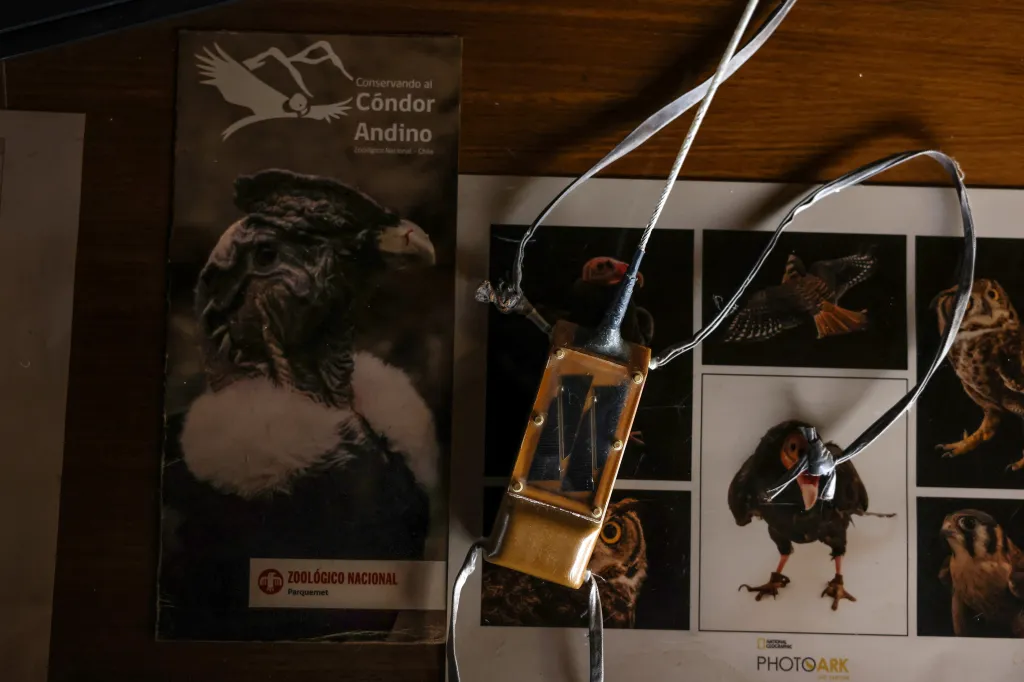 GPS sledovací zařízení patřící argentinskému výzkumnému programu bylo nalezeno u zachráněného kondora andského
