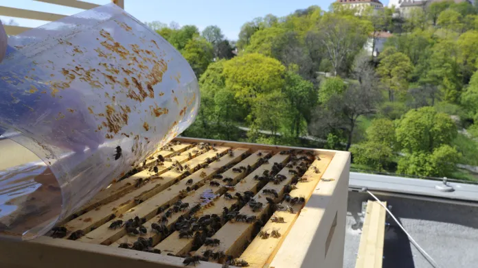 Včelín na střeše brněnského Hotelu Internacional