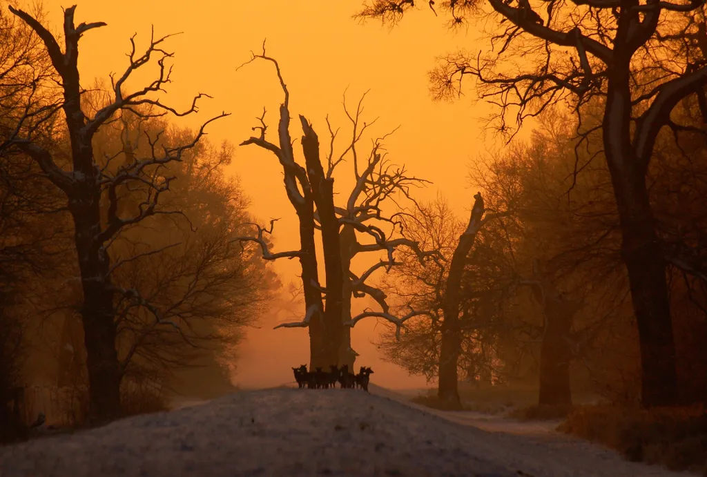 Nominace v kategorii Český les. Před východem slunce – Staleté duby uprostřed hrází v oblasti soutoku Moravy a Dyje jsou dnes již historií. Legendární stromy, které byly jedním z lákadel oblasti, musely ustoupit úpravám hrází. Na snímku stojí před dubem v „obranném“ kruhu skupina daňků, před východem slunce. Jižní Morava.
