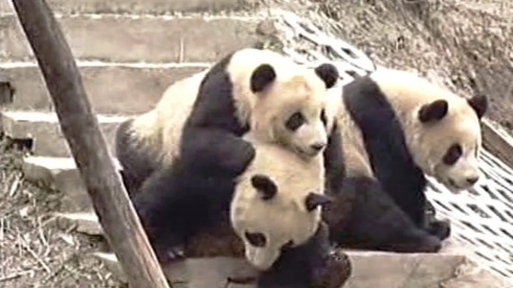 Mláďata pandy