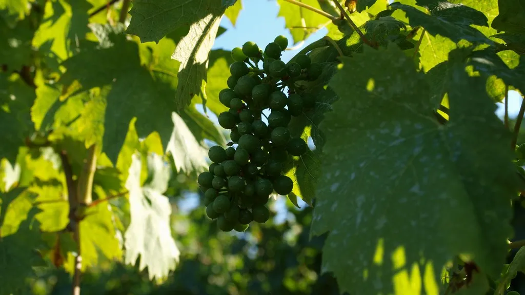 Vinice