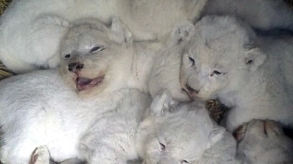 Mláďata jihoafrických bílých lvů