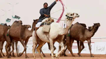 Velbloudí festival v Saúdské Arábii