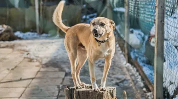 Útulek pro zvířata v Brně přijímá psy z fronty na Ukrajině