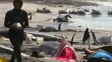 Záchrana delfínů a kulohlavců