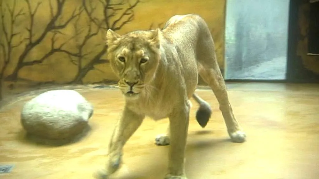 Lvice z královédvorské zoo