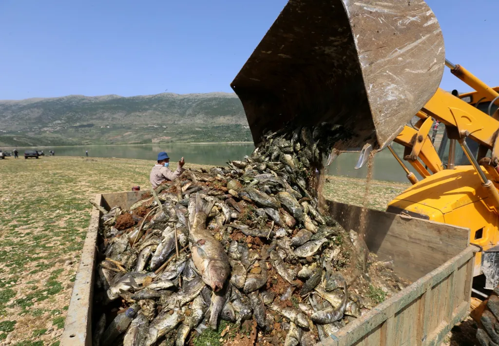 V libanonském jezeře Karaún uhynuly čtyři desítky tun ryb. Na odklizení uhynulých ryb se podílela i libanonská armáda