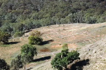Vysazování stromů není vždy jen ku prospěchu. Australský pokus se ekologům nezamlouvá