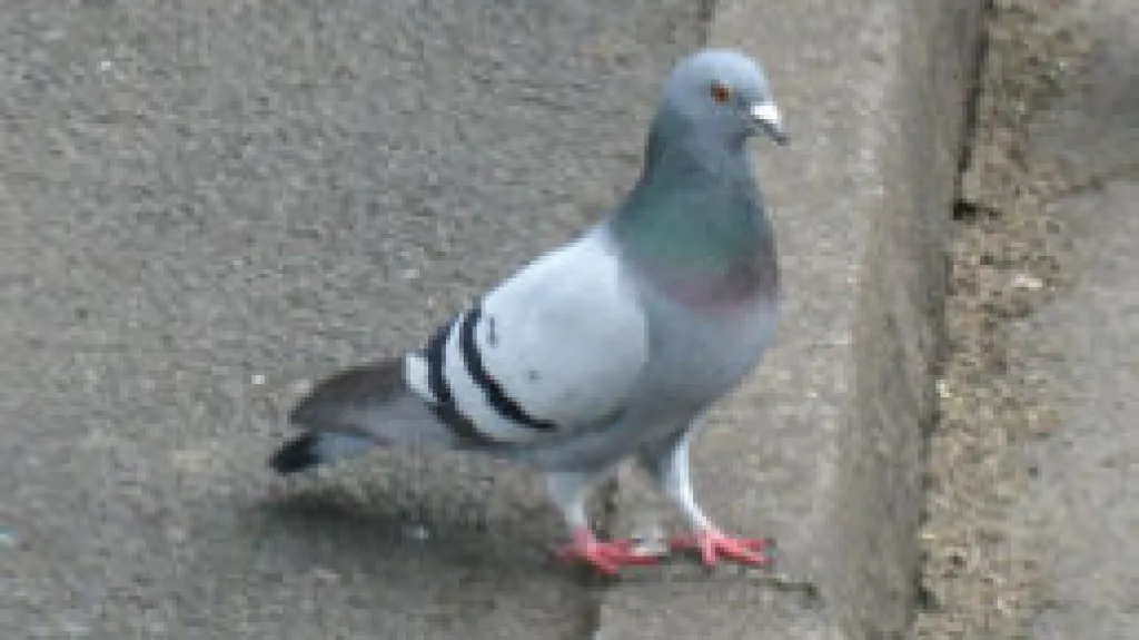 Holub
